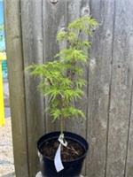Japanese Maple Acer palmatum 'Seiryu' | Unique Upright Dissected | 40/60cm (3L)