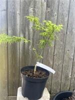 Japanese Maple Acer palmatum 'Aoyagi' | Green Coral Maple | 20/40cm (3L)