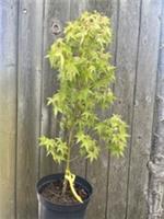 Japanese Maple Acer palmatum 'Katsura' | Small Orange Leaves | 40/60cm (3L)