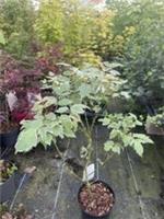 Acer Negundo 'Flamingo' - Box Elder - Striking Variegated Maple Tree - 3L