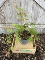 Japanese Maple Acer palmatum 🍁 'Emerald Lace' Tree - 2L Pot UK Grown