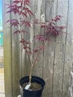 Japanese Maple Acer palmatum 'Sumi Nagashi' | Deep Red Vase-Shape | 40/60cm (3L)