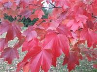 Red Maple Tree 🍁Acer rubrum 100/120cm tall Amazing Autumn Colours (2L)