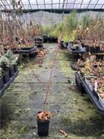 Snake Bark Maple 40/60cm - Acer capillipes - Striped Bark Tree 9cm Pot