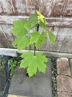 Norway Maple Tree 🍁 Acer platanoides 🇬🇧 UK Grown / 2L Pot / 80/100cm tall