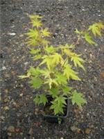 Acer palmatum Orange Dream in 10cm pot maple