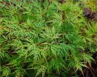 Acer palmatum dissectum Emerald Lace in 10cm pot ideal bonsai subject maple