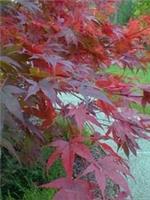 Acer palmatum Atropurpureum in 2L pot 40cm + tall maple