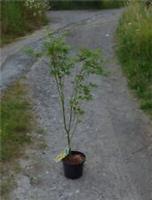 Acer palmatum Aureum in 2L pot subject maple