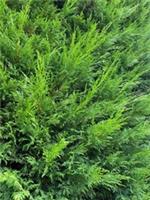 10X LARGE 4-5FT GREEN LEYLANDII TREES - EVERGREEN HEDGING PLANTS - 3L POTTED