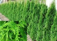 Thuja Plicata Gelderland Western Red Cedar 3-4ft Pack of 10 in 3 Litre Pots