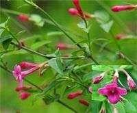 1X 3-4FT LARGE JASMINUM BEESIANUM CLIMBING RED JASMINE PLANT - FRAGRANT - 3L