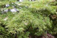Acer palmatum Seiryu in 5L pot ideal bonsai subject 40" plus tall maple