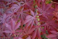 Acer palmatum Sherwood Flame in 7.5L pot maple
