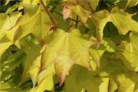 Acer cappadocicum Aureum in 2L pot ideal bonsai subject  Maple