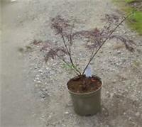 Acer palmatum dissectum Garnet in 5L pot approx 18" tall maple