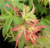 Acer palmatum Wilson's Dwarf Pink in 3L pot