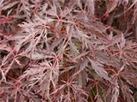 Acer palmatum dissectum Inabe Shidare in 9cm pot ideal bonsai subject