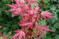 Acer palmatum Brown Sugar in 9cm pot maple