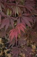 Acer palmatum Burgundy Lace in 3L pot maple