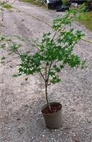 Acer palmatum Aoyagi in 5L pot maple