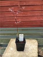 Acer palmatum Fireglow in 8cm pot