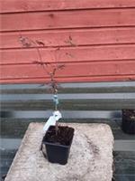 Acer palmatum dissectum Tamukeyama in 8cm pot