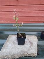 Acer palmatum Ukigumo in 8cm pot