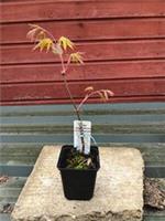 Acer palmatum Osakazuki in 8cm pot
