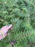 Rhus Typhina Dissecta Cut Leaf Stag Horn Sumach 5ft Large By DirectPlants