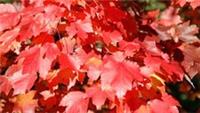 Acer rubrum October Glory in 2L pot approx 60cm tall