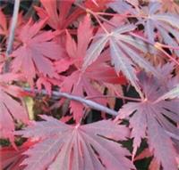 Acer palmatum Yasemin in 3L pot  maple
