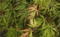 Acer palmatum Oriental Lace in 5L pot ideal bonsai subject 30" plus tall maple