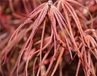 Acer palmatum Chirimen Nishiki in 5L pot maple