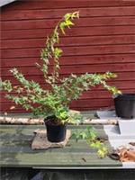 Acer palmatum Little Princess in 5L pot maple