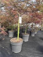 Extra Large Acer Palmatum Dissectum Crimson Queen in a 7.5L Pot By Direct Plants