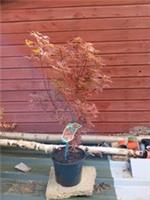 Acer palmatum Shaina in 5L pot Maple