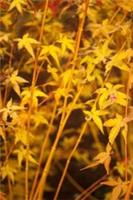 Acer palmatum Bi Hoo in 2L pot maple