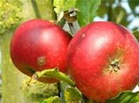 Apple Discovery Fruit Tree 6ft Tall Supplied in a 12 Litre Pot by Directplants