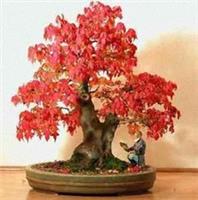 Acer Rubrum Seed Bonsai Seeds assorted lots qty (5-300 lots ) Garden Tree seeds