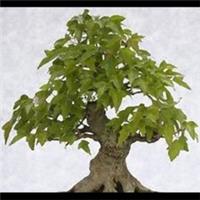 TRIDENT MAPLE Bonsai Tree SEEDS CHOOSE MIXED QTYs  Acer Buergerianum (REF:S3)
