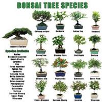 Bonsai Bonanza (Garden Tree) - Assorted LARGE LIST (choose) From 30 seeds