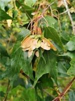 ACER CAPPADOCICUM VAR SINICUM, Caucasian Chinese Maple, showy, 30-40cm