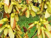 Nippon Maple, ACER NIPPONICUM, rare architectural tree, 10cm tall plant