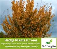 Field Maple native bare root tree saplings whips hedging plants hedge - 3 sizes!