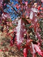ACER TATARICUM SUBSP. GINNALA, Amur Maple, small tree, autumn colours, 20-30cm