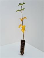 50 Field Maple - Acer campestre - trees 30cm cell grown