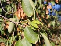 Kashmir Maple, ACER OBLONGUM, evergreen maple, decorative bark, 15-20cm tall