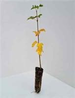 5 Field Maple - Acer campestre - trees - 30cm - plant now