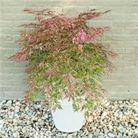 Acer Tree Extravaganza (New Rare) Pink Maple 3Lt Pot Compact Plants to your door